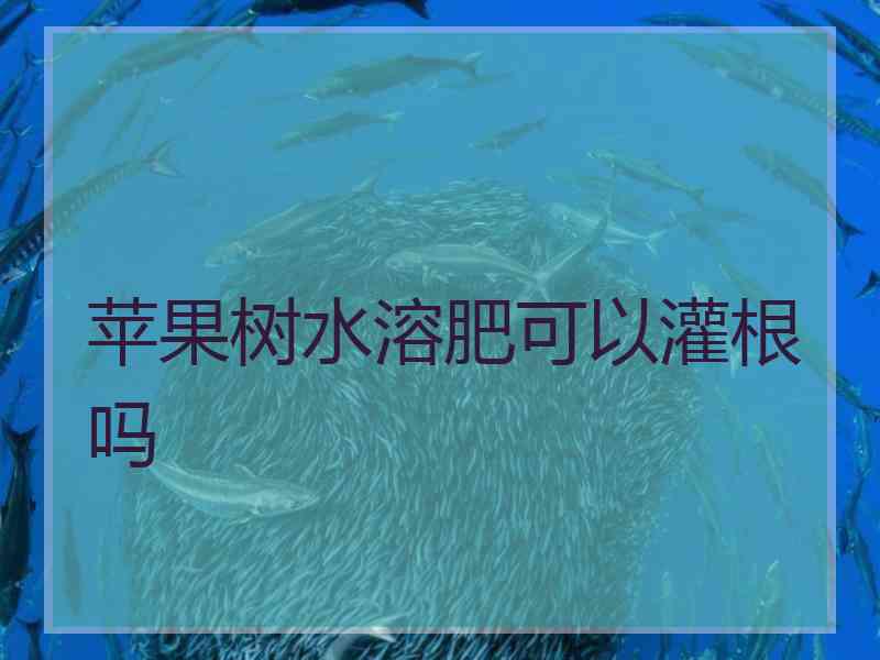 苹果树水溶肥可以灌根吗