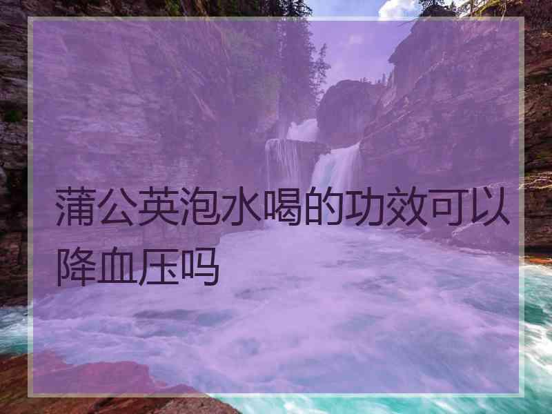 蒲公英泡水喝的功效可以降血压吗