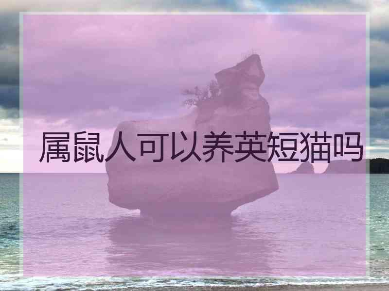 属鼠人可以养英短猫吗