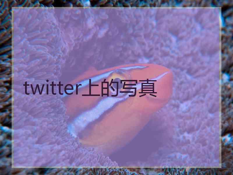 twitter上的写真