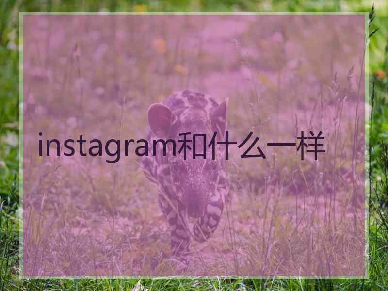 instagram和什么一样