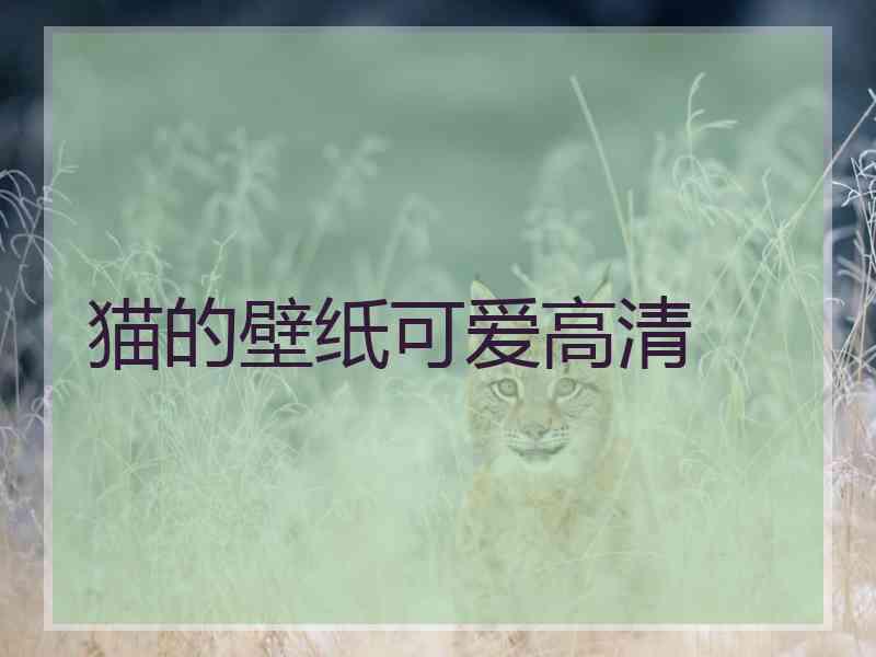 猫的壁纸可爱高清