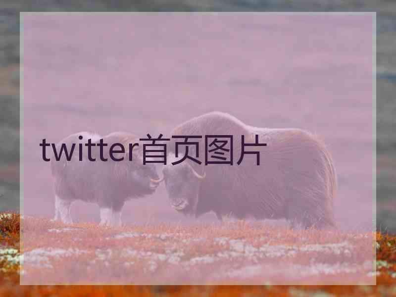 twitter首页图片