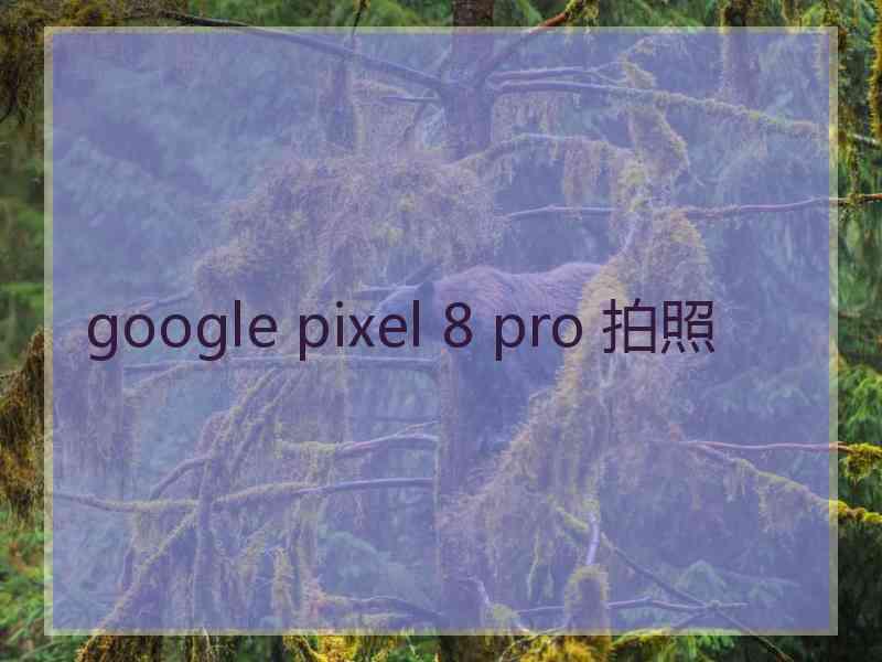 google pixel 8 pro 拍照