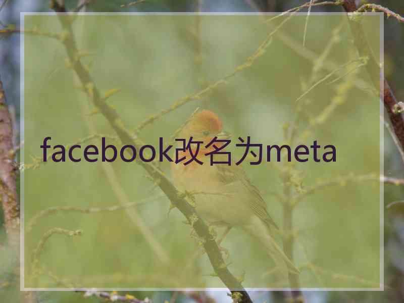 facebook改名为meta