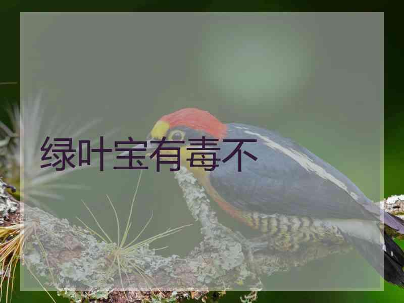 绿叶宝有毒不