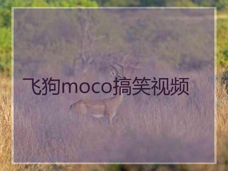 飞狗moco搞笑视频