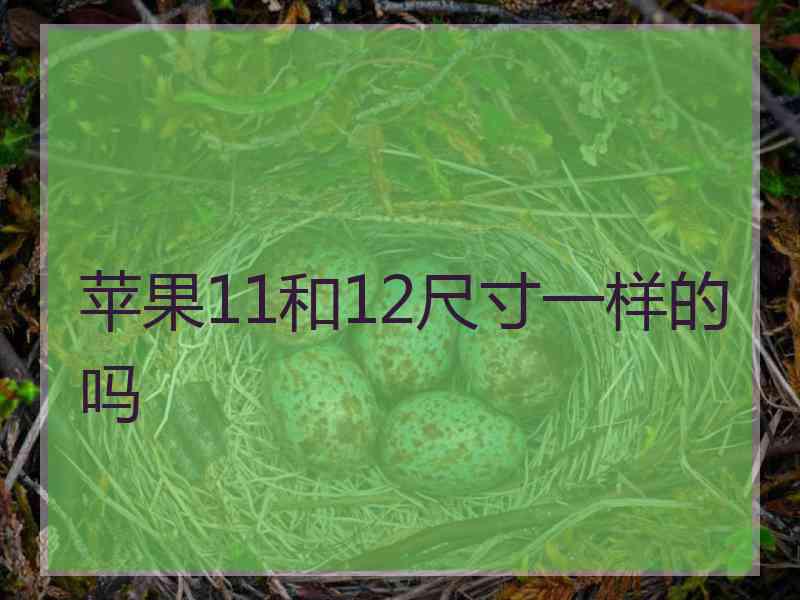 苹果11和12尺寸一样的吗