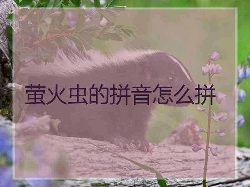 萤火虫的拼音怎么拼