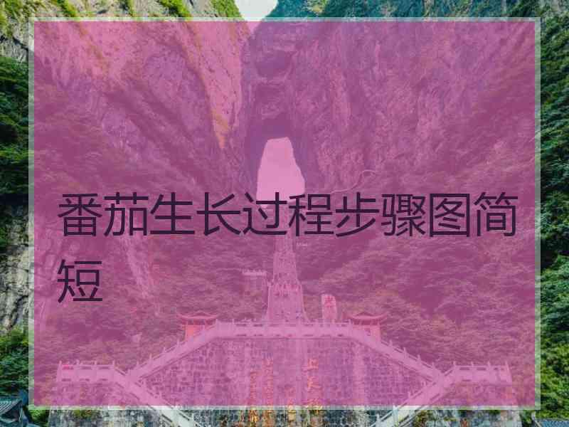 番茄生长过程步骤图简短