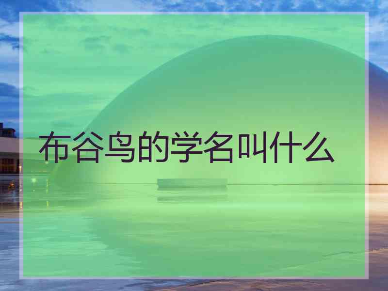 布谷鸟的学名叫什么