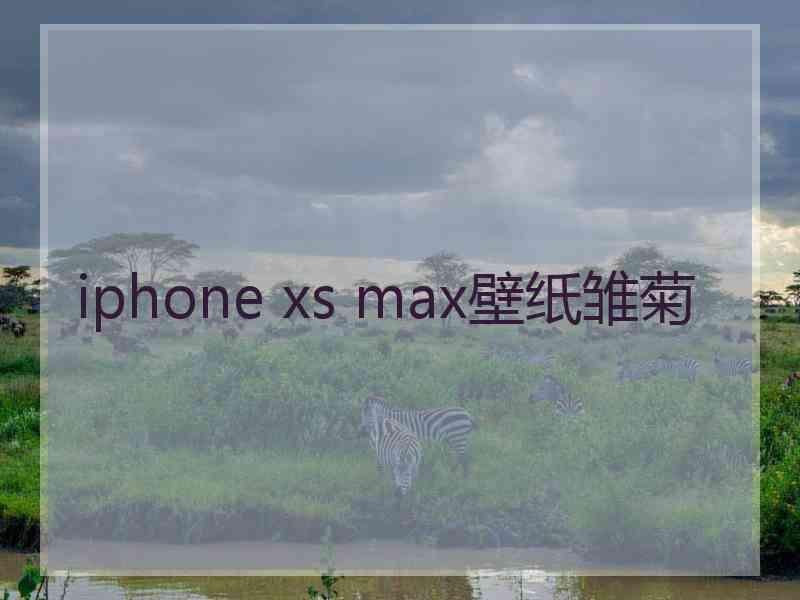 iphone xs max壁纸雏菊