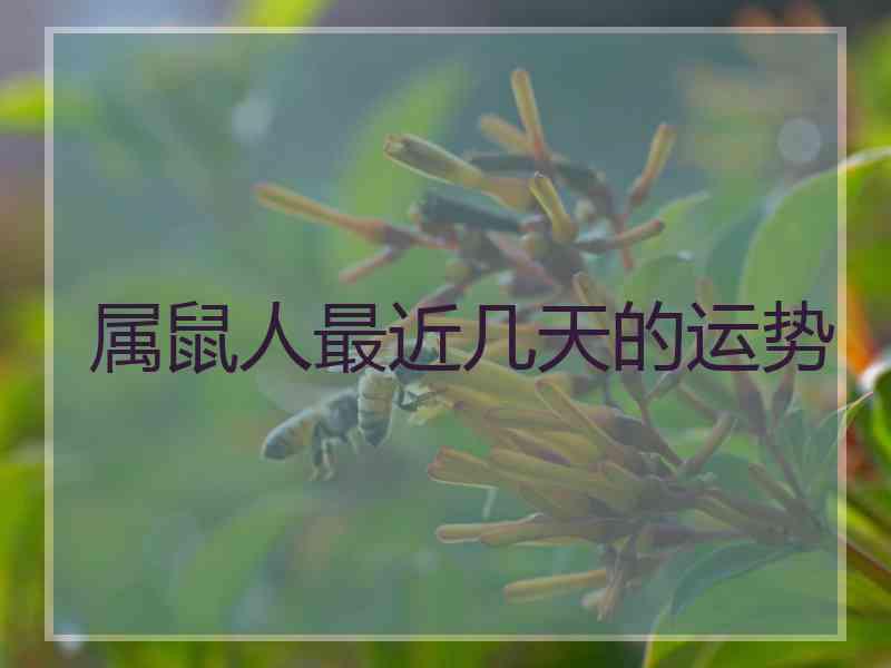 属鼠人最近几天的运势