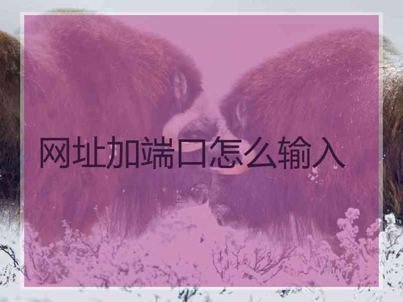 网址加端口怎么输入