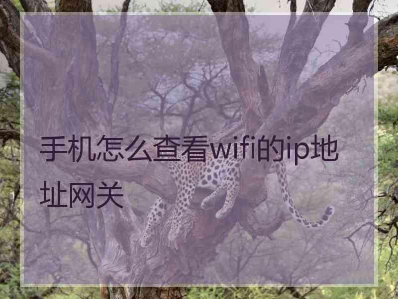 手机怎么查看wifi的ip地址网关