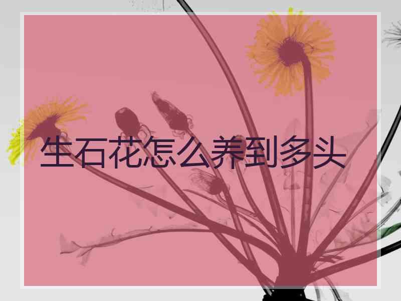 生石花怎么养到多头