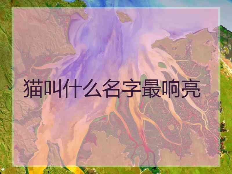 猫叫什么名字最响亮