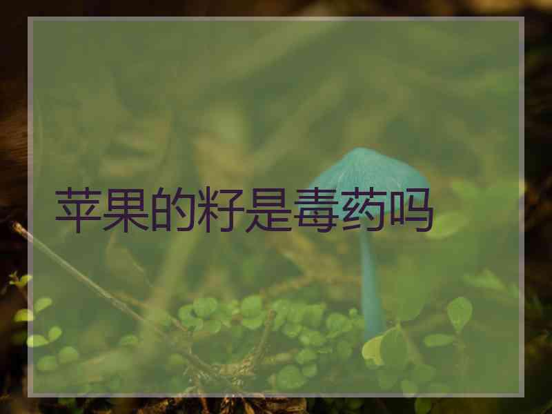 苹果的籽是毒药吗