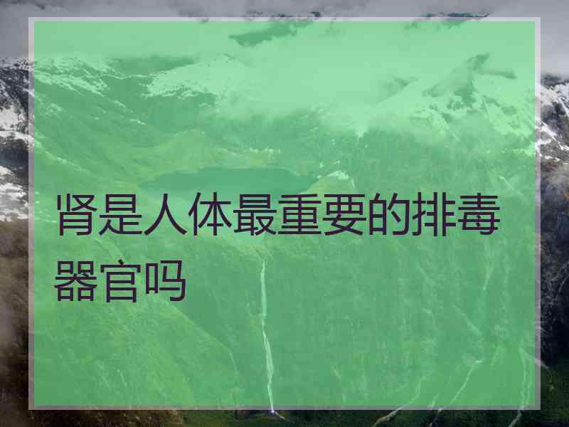 肾是人体最重要的排毒器官吗