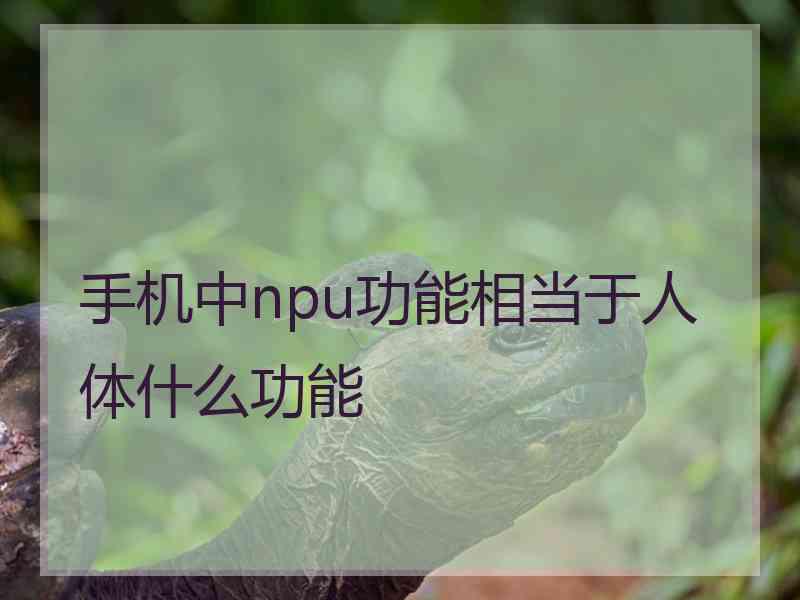 手机中npu功能相当于人体什么功能