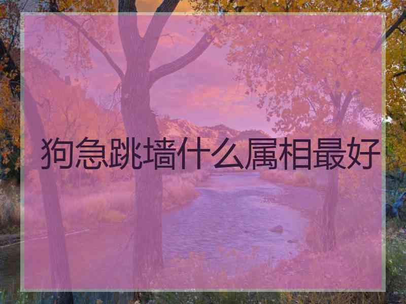 狗急跳墙什么属相最好