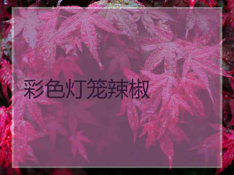 彩色灯笼辣椒