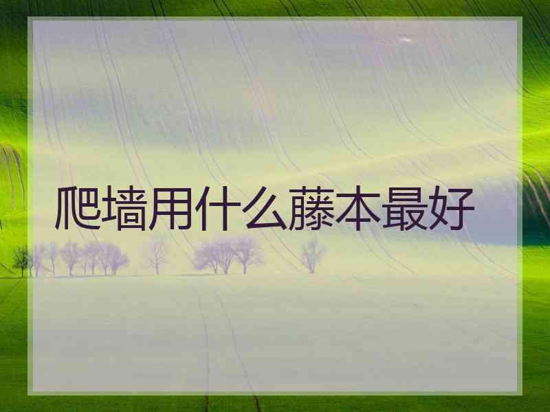 爬墙用什么藤本最好