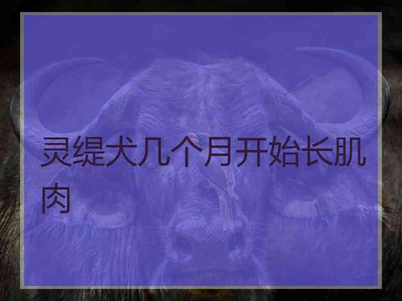 灵缇犬几个月开始长肌肉