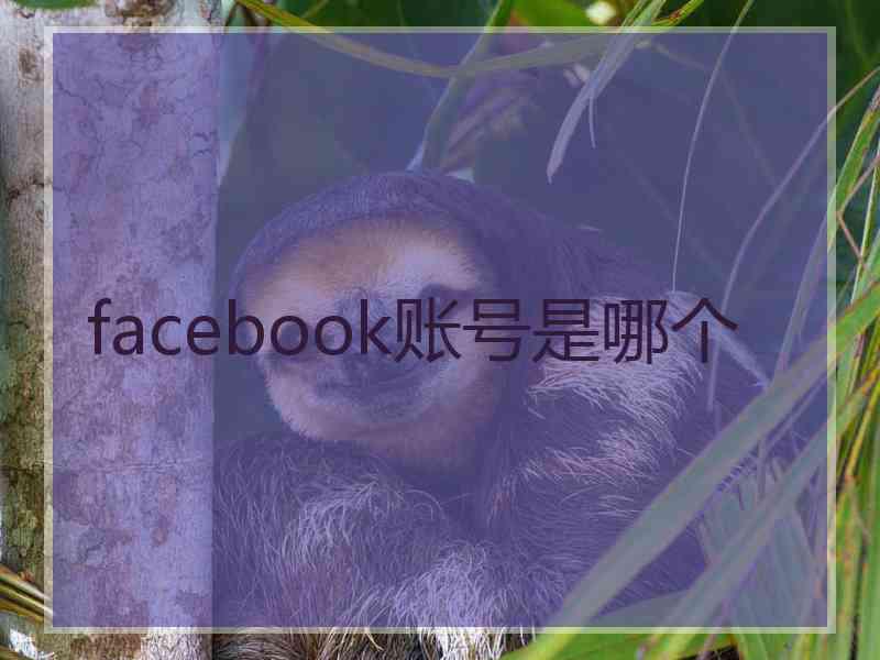 facebook账号是哪个