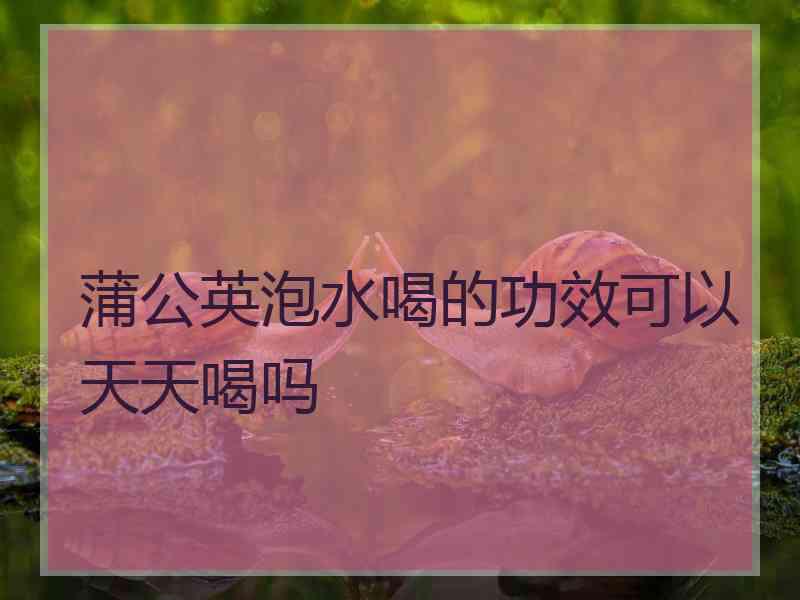 蒲公英泡水喝的功效可以天天喝吗