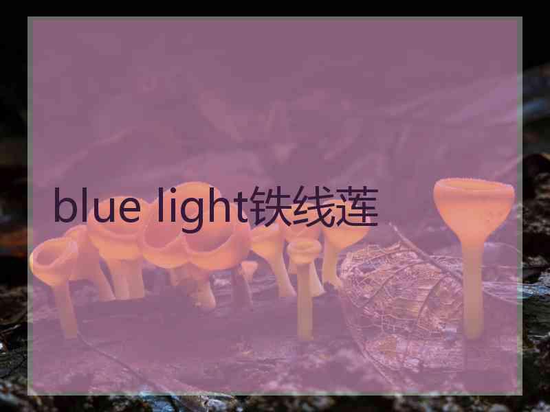 blue light铁线莲