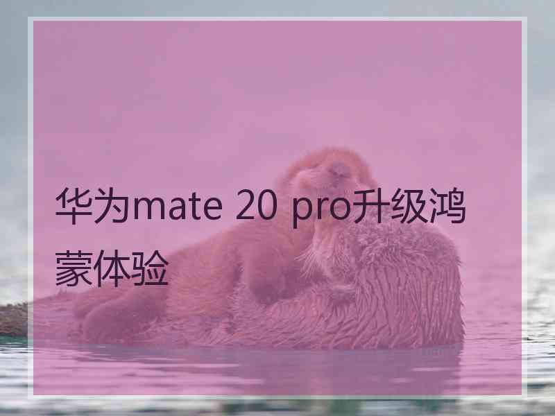 华为mate 20 pro升级鸿蒙体验