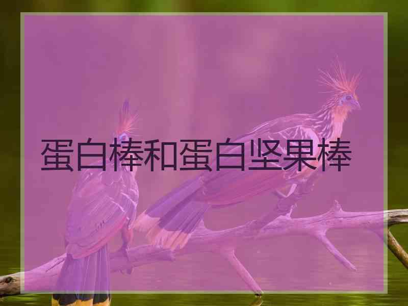 蛋白棒和蛋白坚果棒