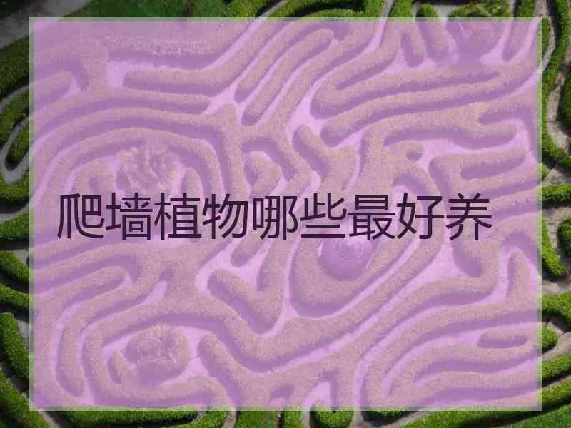 爬墙植物哪些最好养