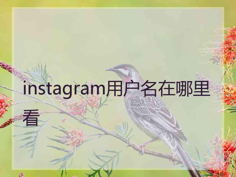 instagram用户名在哪里看