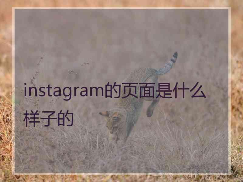 instagram的页面是什么样子的